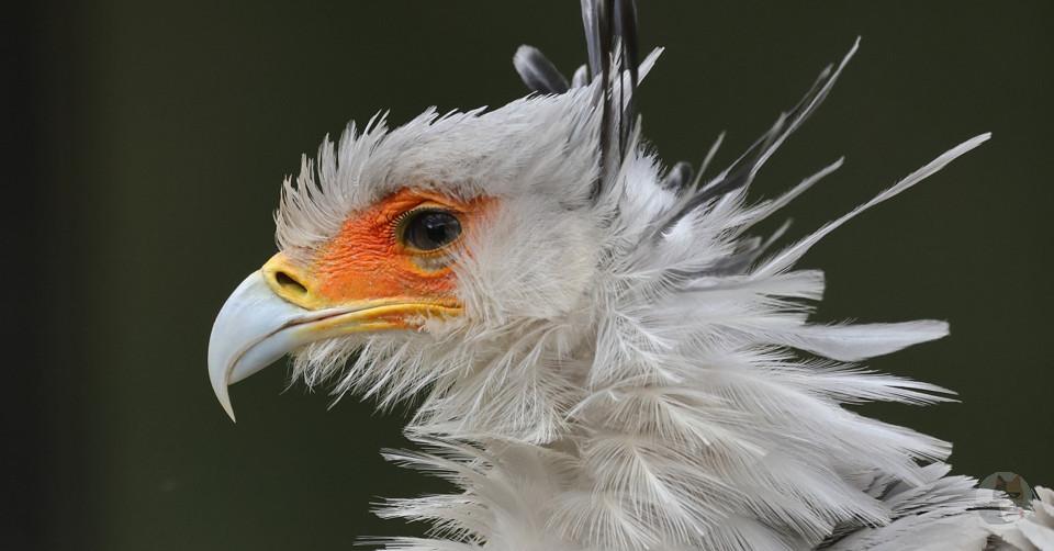【動画】世界一美しい鳥のヘビクイワシさん、獲物の狩り方が割と雑