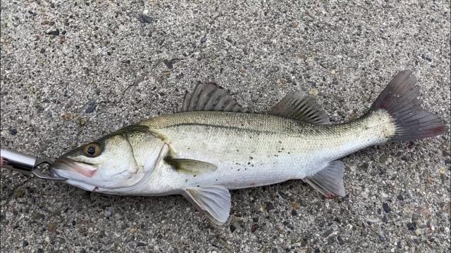 【動画】結構デカいスズキ、見つかるwwwwwwwwwwwwwwwwwwww