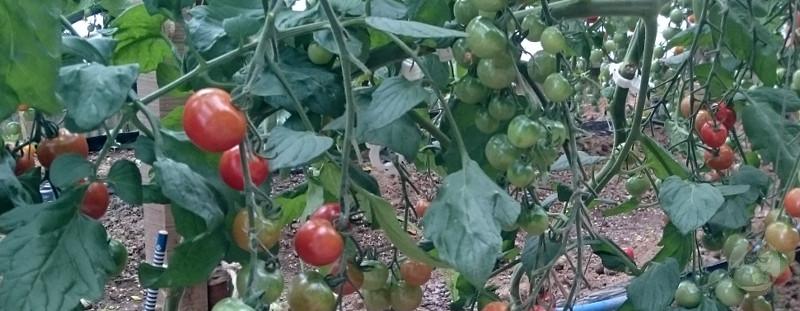 【動画】全自動トマト仕分け機、ガチで凄すぎる 想像の10倍凄い