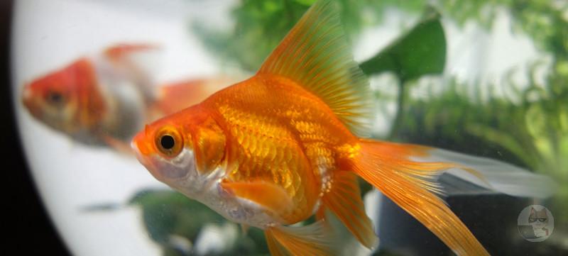 【画像】モンスター金魚、釣り上げられる🎣