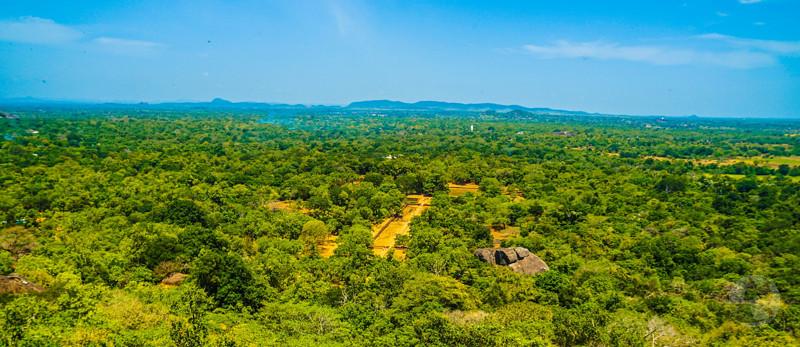 【画像】アマゾンに生息する世界最古の犬がこちらwwwwwwwwwwwwwww