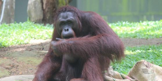 【動画】オラウータン「“それ”…『よこせ』…」