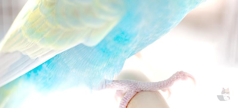 【写真】うちにいるインコの羽を使って瓶の飾り物を作った