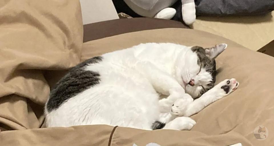 猫がずっと近くでニャーニャー鳴いてかまって攻撃ウザすぎるほんとむり