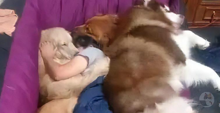 正直イッヌさんと一緒に寝たいやつw