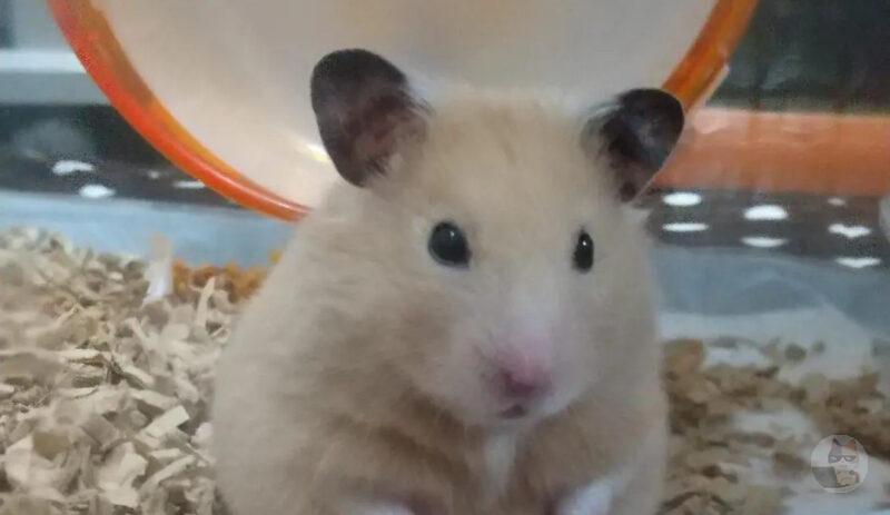 ワイが飼ってるハムスター、悲しそうな顔で飯を食う