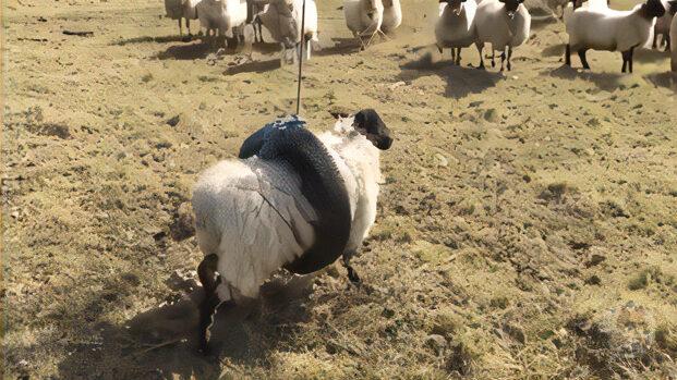 ヒツジさん、詰む・・・