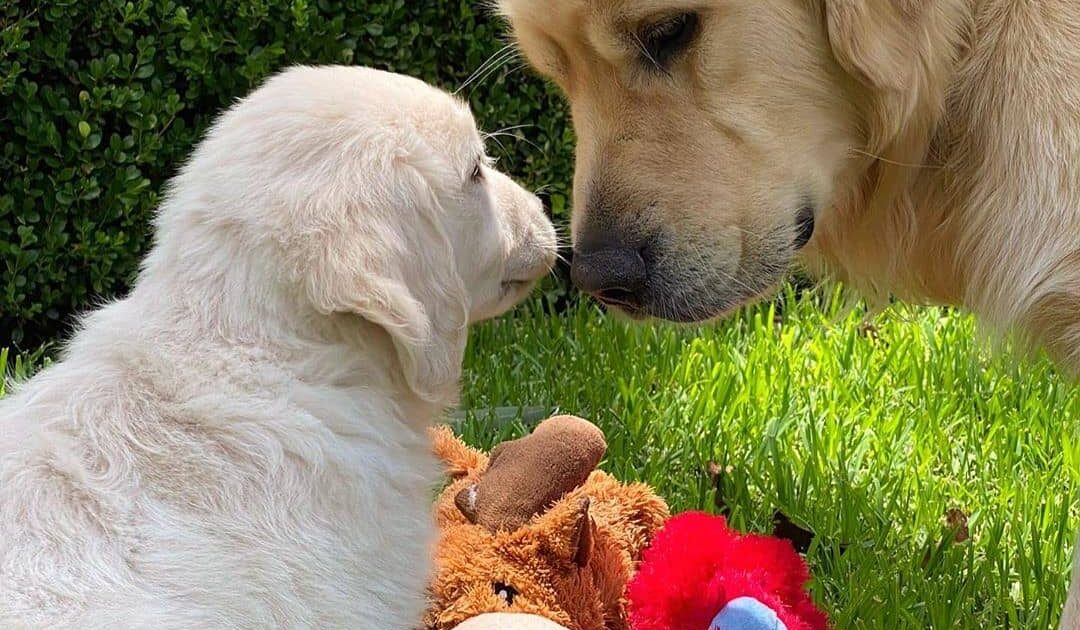 【🐕】3大ガチで可愛いイッヌ 「ゴールデンレトリバー」「柴犬」 残り1つ、中々決まらない