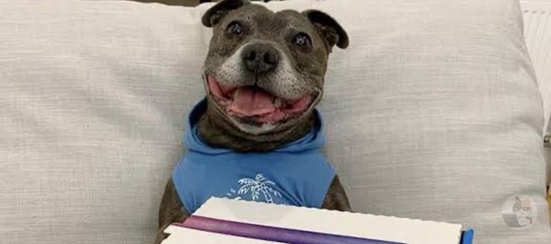 【悲報】イッヌ、不味そうなピザが届いて不満顔