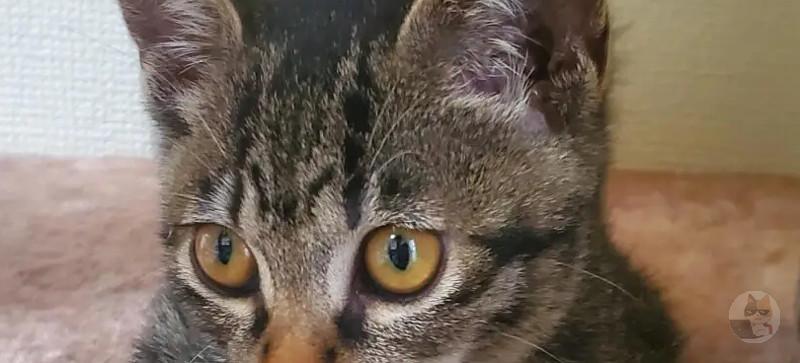 ネッコ、わいの服のなかで寝る