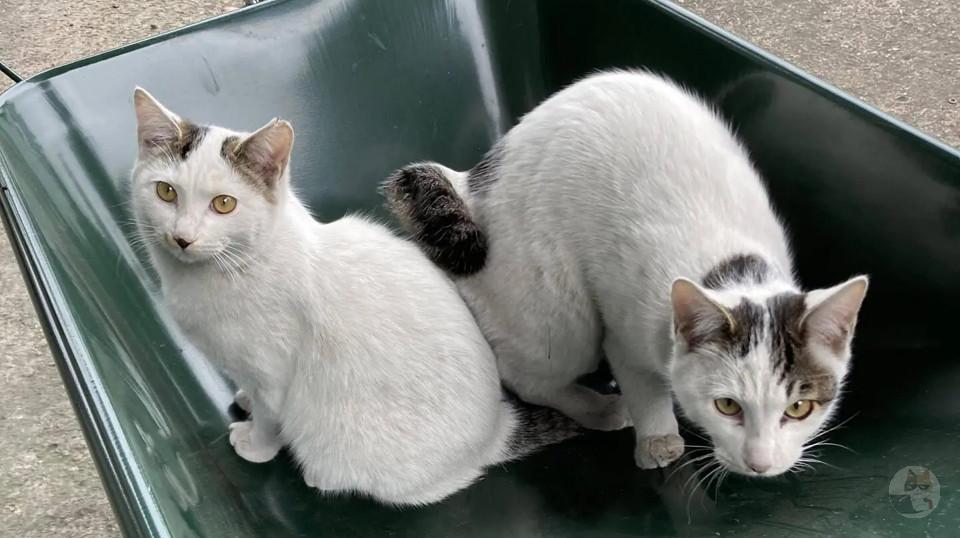 【画像大量】猫の画像ください