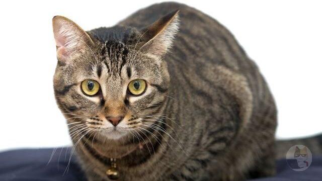 キジトラとかいうアメショと大差ないクッソ愛らしい猫wwwww