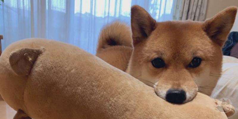 見るスレなさすぎるからイッヌさんの画像貼るわ