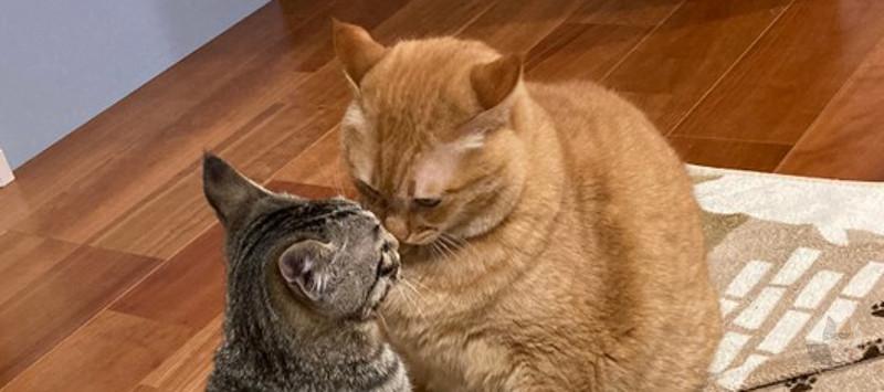 猫の格闘gif貼っていく🐈🐾