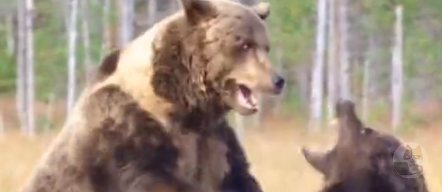 【動画】熊の喧嘩　ガチですごい