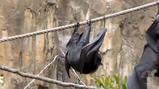 【悲報】コウモリのおしっこの仕方wwwwwwwwww