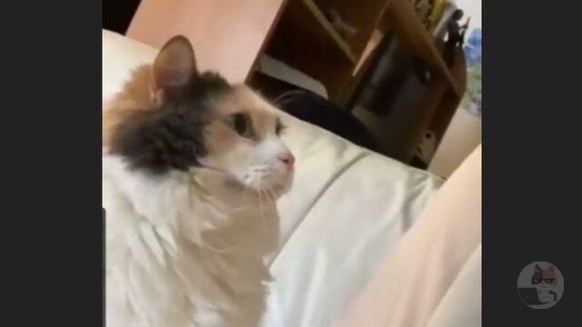 【動画】頭突きする猫さんが可愛すぎる