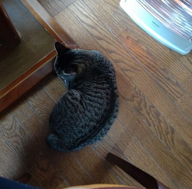 足元で猫が寝てる