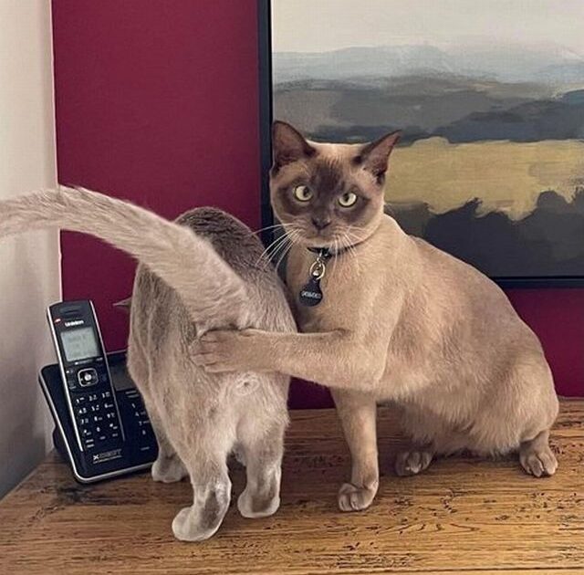 猫がキーパーしてる画像ください