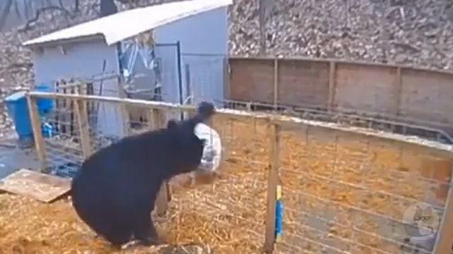 【動画】熊さん、豚に負ける　こいつら弱すぎないか？