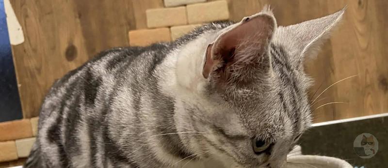 【画像】猫カフェにきた