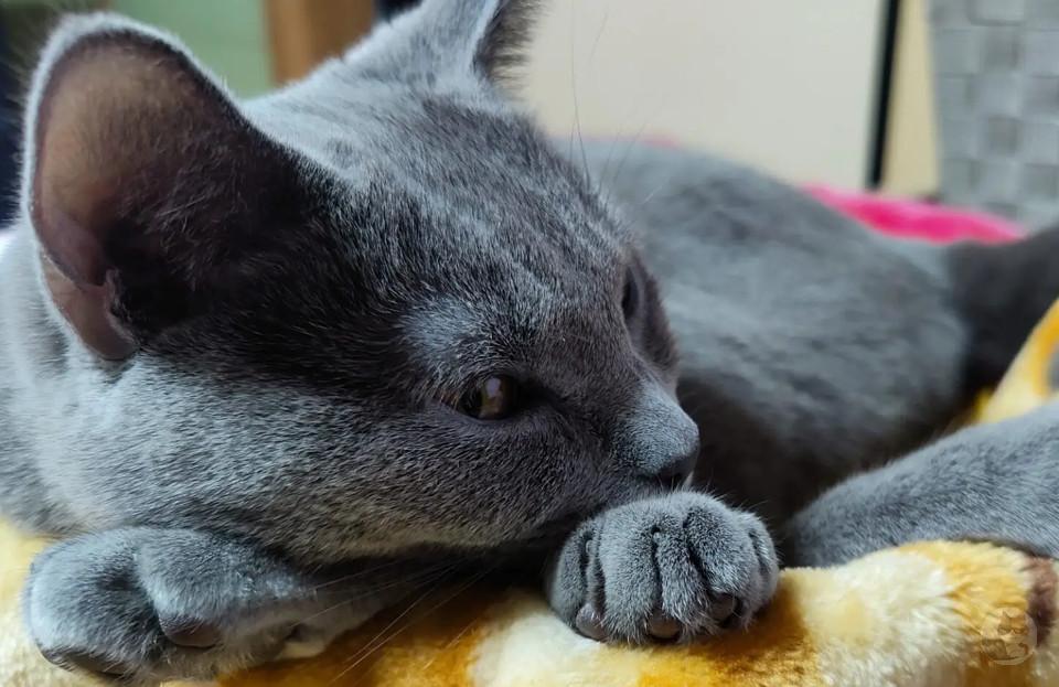 【画像】猫の後ろ脚を枕にして寝るのかわいい