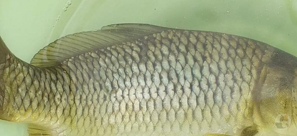 【画像】ワイ、切なすぎる鯉を釣ってしまう