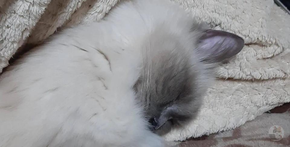 うちの猫見てってよ