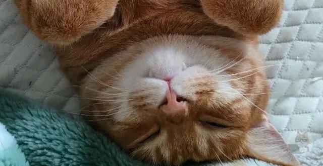 【画像】うちの猫ずっと仰向けで寝てる