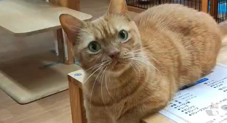 【動画】この猫何やってんの?