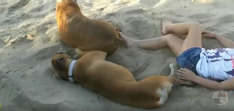 【画像】イッヌ、仕返しするWWWIWWWIWWWIWWWIWWWIWWWIWWWIWWWIWWWIWWWIWWWIWWWIWWWIWWW