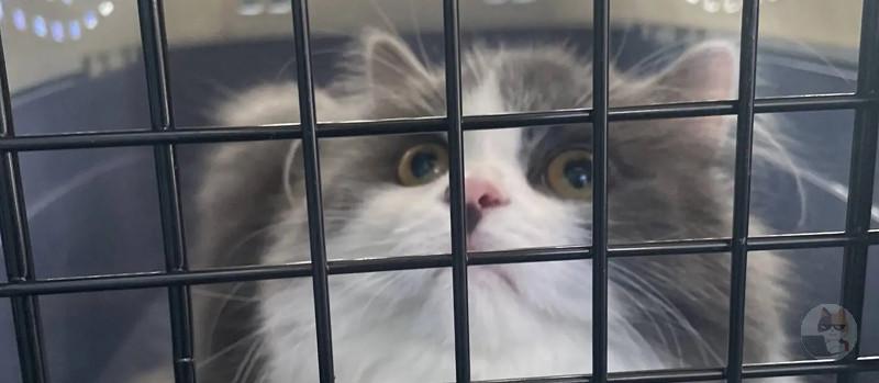 【画像】ワイ、猫を飼う