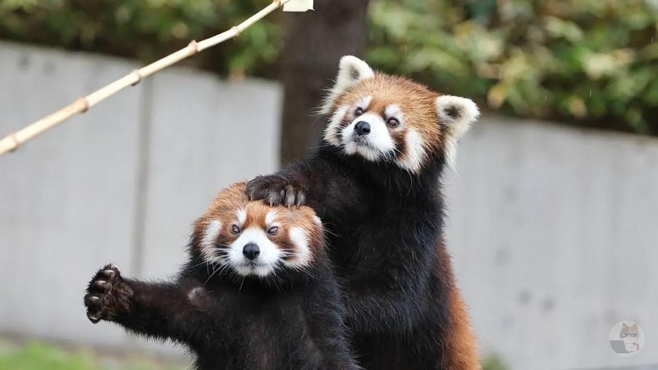 レッサーパンダ、可愛すぎる