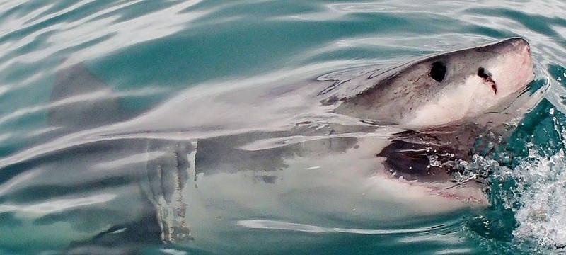 【動画】ホオジロザメに襲われる瞬間、撮影されるwwwwwwwwwwwwwwwwwwwwwwwww