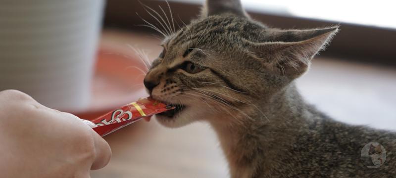 【動画】ネッコ、チュールの勢いのままディープキス
