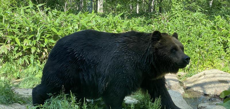 【速報】ペットのクマ、人を殺めてしまう