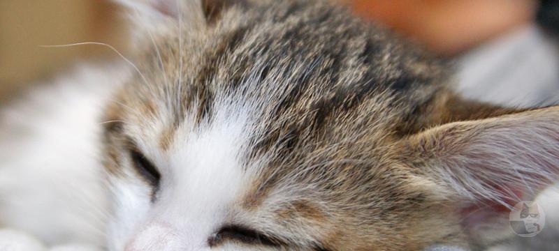 猫を飼い始めたのだが思ってたのと違う!