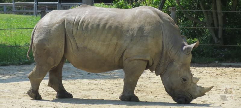 【画像】サイさん、横転した車を元に戻すやさしい動物だった