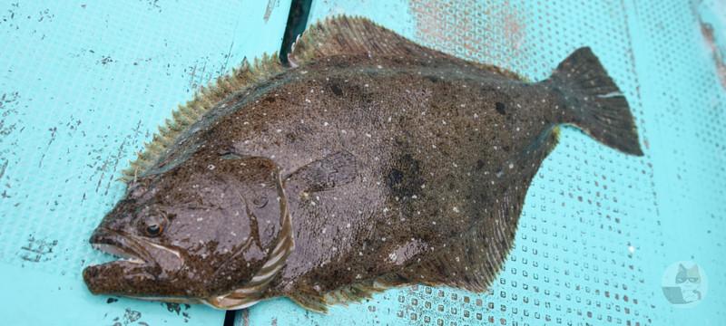 (ヽ´ん`)「ヒラメなんて8時間も待たなくても近所の砂浜で簡単に釣れるからな」