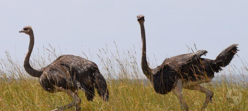 【動画】ダチョウの全力疾走、怖すぎワロタ