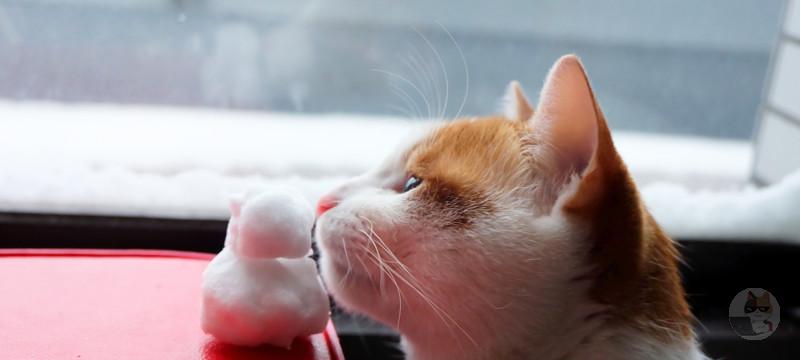 【画像】ネッコ「外めっちゃ雪降ってるやんけ」