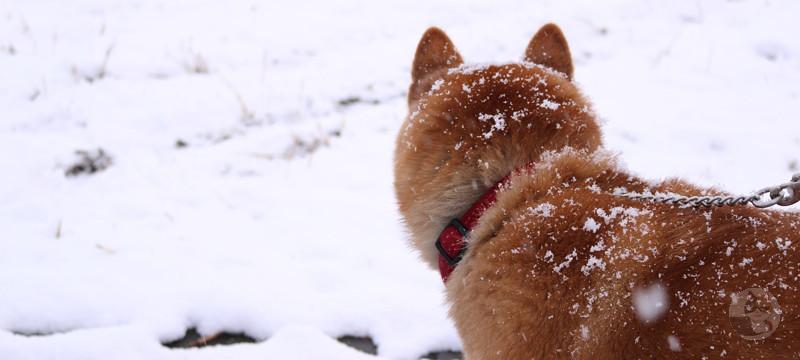 柴犬、雪が好きすぎる