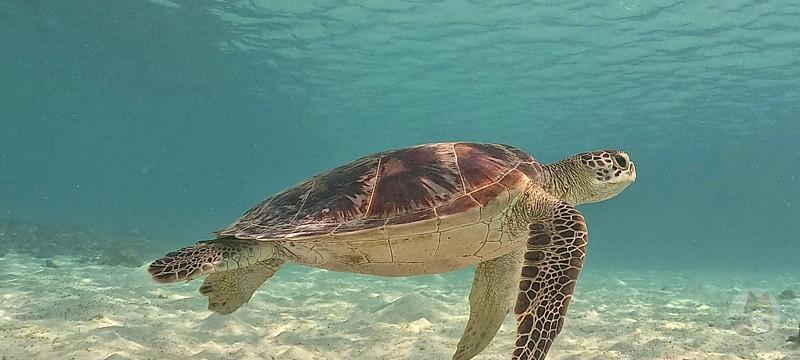 【動画】サメに食べられそうになったウミガメが逆転勝利する動画