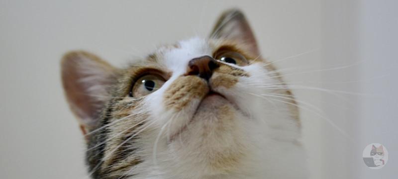 【朗報】ねこホーダイ、登場 WWWWWWWWWWWWWWWWW WWWWWWWWWWWWWWWWW WWWWWWWWWWWWWWWWW