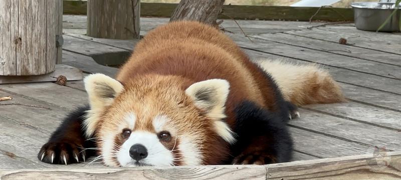 【動画】レッサーパンダさん、岩にビビる