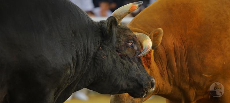 【動画】牛、アホすぎる