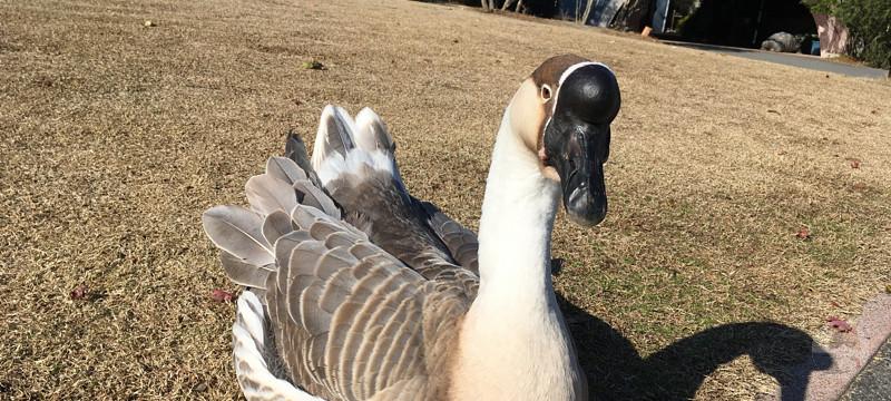 公園に変な鳥いたンゴwwwwwwwwwwwwwwwwwwwwwwwwwwwwwwwwwwwwwwwwwwwwwwww