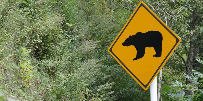 【朗報】北海道のヒグマの数、30年間で2.6倍に爆増🧸🧸