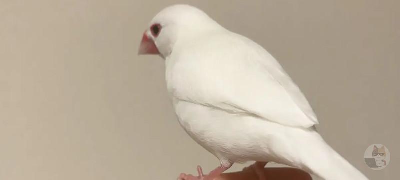 【画像】ワイ(成人男性)、今日も可愛い小鳥さんにチュッチュッ