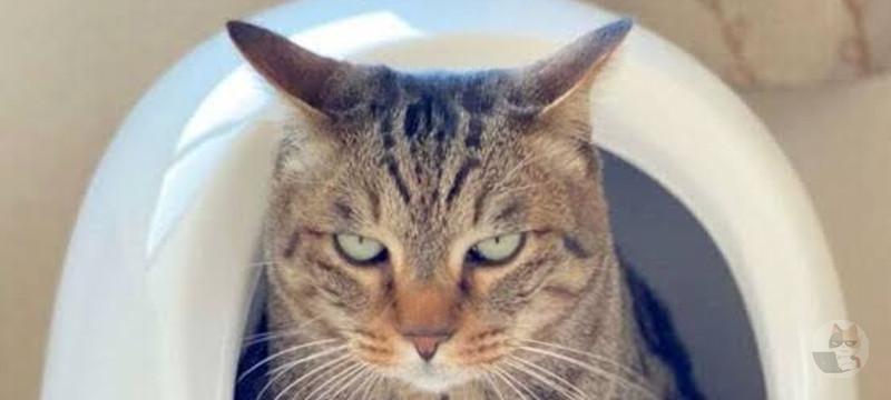 ワイのネッコがうんこ終わったら必ずワイのことを呼びに来る